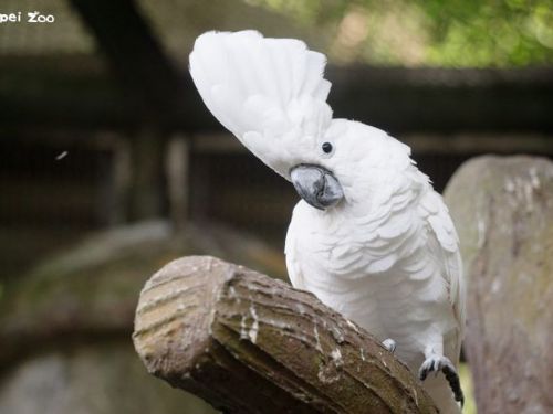 5月31日世界鸚鵡日，臺北市立動物園邀民眾認識鸚鵡魅力與保育危機